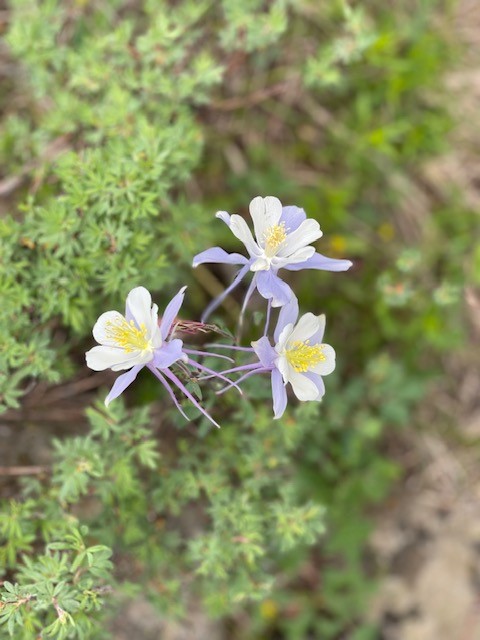 Columbine flowers