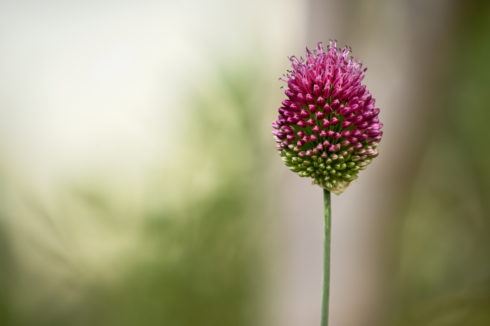 Pink Flower