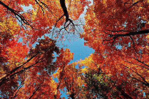 looking up at fall trees