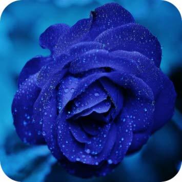 Blue Flower Image